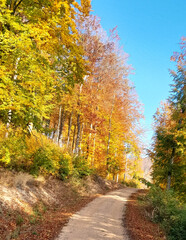 Walk over autumnal forest at sunny day.