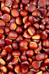 European sweet chestnut texture detail background also known as Spanish chestnuts and gathered in Autumn