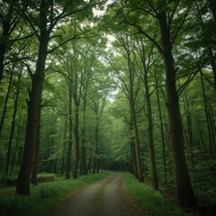 Fototapeta premium A Tranquil Forest Path Winding Through Lush Green Trees and Verdant Foliage