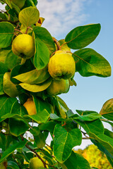 Cognassier chargé de fruits