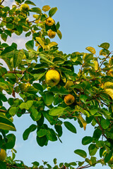 Cognassier chargé de fruits