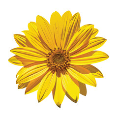 Vector illustration Yellow daisy flower with detailed petals and center on white background