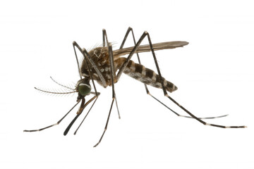 Close-up Macro Shot of a Mosquito with Detailed Features Against transparent background Black Background