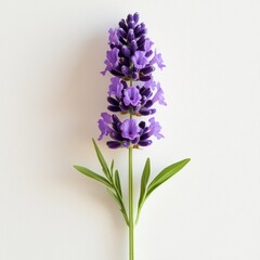 Fototapeta premium Beautiful Single Lavender Flower Isolated on White Background with Delicate Purple Petals and Green Leaves