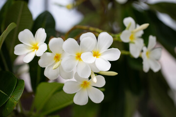 White Plumeria flowers in full bloom with soft yellow centers, surrounded by lush green leaves, capturing the tropical beauty and delicate fragrance of the plant.