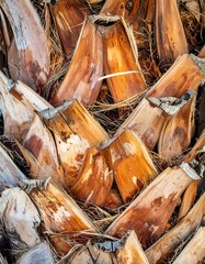 Palm Tree Trunk Close-Up - A Textured Tapestry of Natures Design.