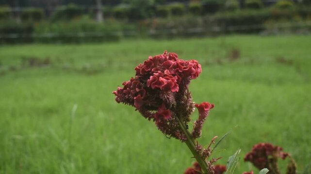 Silver cockscomb celosia argentea flower shimmering brightly under natural sunlight.