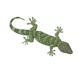 Tokay Gecko on transparent background