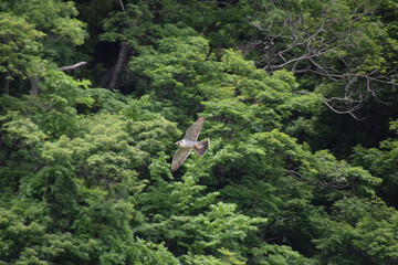A parent peregrine falcon brings back food it caught during the spring breeding season to its nest...