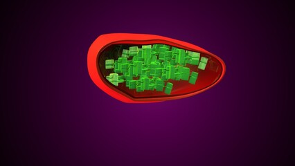 Plant chloroplast anatomy. 3d illustrations