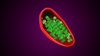 Plant chloroplast anatomy. 3d illustrations