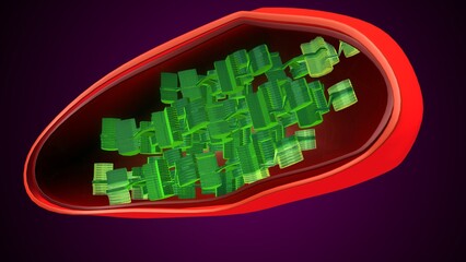 Plant chloroplast anatomy. 3d illustrations