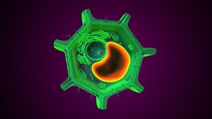 Plant vacuole anatomy. 3d illustrations
