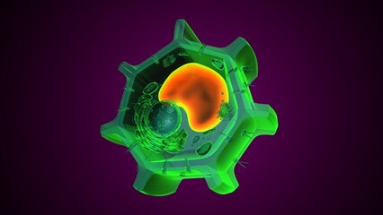 Plant vacuole anatomy. 3d illustrations
