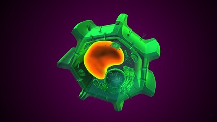 Plant vacuole anatomy. 3d illustrations
