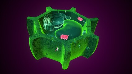 Golgi apparatus anatomy. 3d illustrations