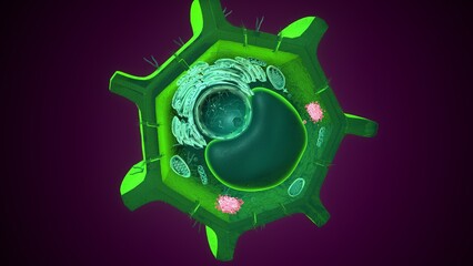 Golgi apparatus anatomy. 3d illustrations