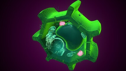 Golgi apparatus anatomy. 3d illustrations