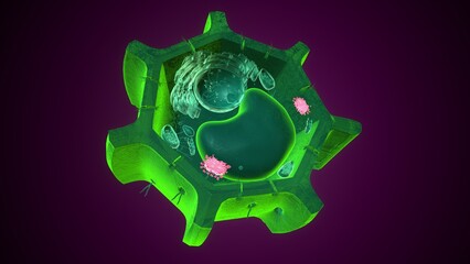 Golgi apparatus anatomy. 3d illustrations