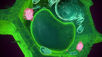 Golgi apparatus anatomy. 3d illustrations