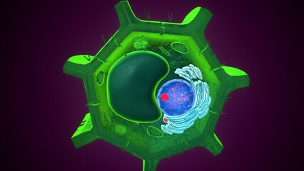 Plant nucleus anatomy. 3d illustrations