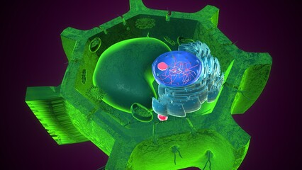 Plant nucleus anatomy. 3d illustrations