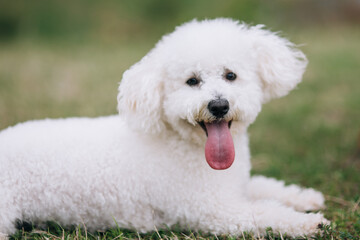 Portrait of a beautiful Malteser bichon frise dog. 