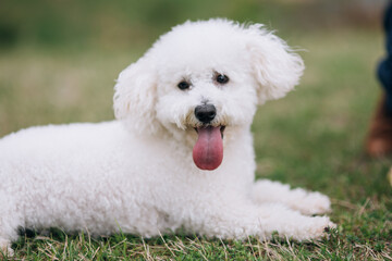 Portrait of a beautiful Malteser bichon frise dog. 