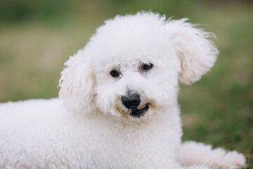 Portrait of a beautiful Malteser bichon frise dog. 