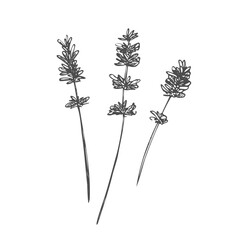 lavender flower. Floral botanical flower. Isolated illustration element. Vector hand drawing wildflower for background, texture, wrapper pattern, frame or border.