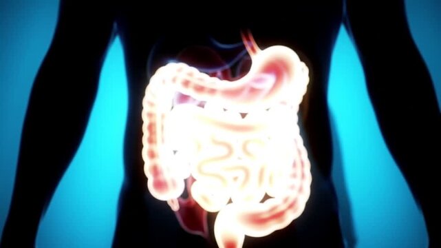 Human Digestive System Illuminated on a Blue Background Medical Concept.