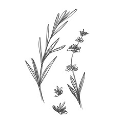 Lavender black and white vector sketch. Fragrant French wildflower with title. Violet summer honey plant sketched outline. Blooming aromatic Provence wild flower engraving.