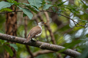 Small wild bird perched on a tree branch in a vibrant green forest, observing its natural habitat calmly on a sunny day.