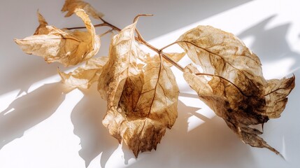 Dried leaves on a stem against white background close up view