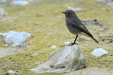 Hausrotschwanz // Black redstart (Phoenicurus ochruros) 