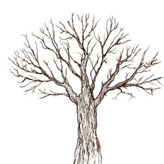 Obraz premium Hand-drawn leafless tree with many thin branches, childlike pencil sketch on transparent background, simple and natural winter illustration.