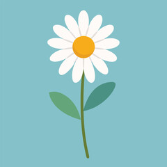 Daisy line flower