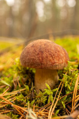 Boletus mushroom in the wild. Porcini mushroom (cep, porcino or king bolete, usually called boletus edulis) growing in an autumn pine tree forest.
