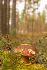 Boletus mushroom in the wild. Porcini mushroom (cep, porcino or king bolete, usually called boletus edulis) growing in an autumn pine tree forest.
