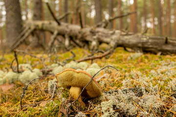 Boletus mushroom in the wild. Porcini mushroom (cep, porcino or king bolete, usually called boletus edulis) growing in an autumn pine tree forest.
