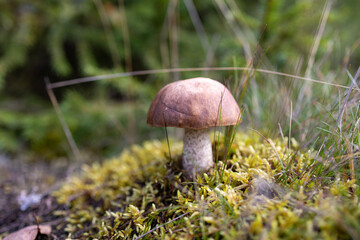 Boletus mushroom in the wild. Porcini mushroom (cep, porcino or king bolete, usually called boletus edulis) growing in an autumn pine tree forest.
