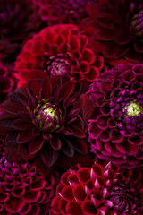 Burgundy red dahlia blooms background. Dark red and maroon dahlia flowers close up. Floral wallpaper.