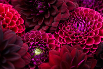 Burgundy red dahlia blooms background. Dark red and maroon dahlia flowers close up. Floral wallpaper.