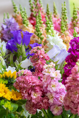 Obraz premium Close up of freshly cut spring flowers in various colors. Beautiful matthiola, canterbury bells and snapdragons. Blooms detail shot.