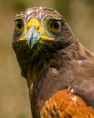 Harris hawk. Parabuteo unicinctus headshot close up. Majestic harris hawk isolated portrait.