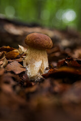 King Bolete. Porcini mushroom. Boletus edulis. Penny bun, cep, porcino or porcini.