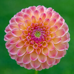 LATTE dahlia flower close up.