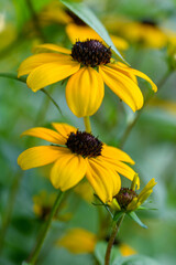 Rudbeckia triloba. Brown eyed susan, branched coneflower, thin leaved coneflower or three lobed coneflower.