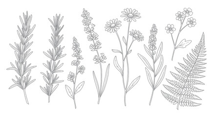 Botanical line art illustration of various plants and flowers in a row.