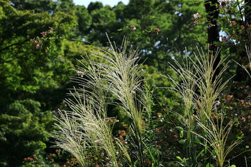 日本の秋を象徴する花